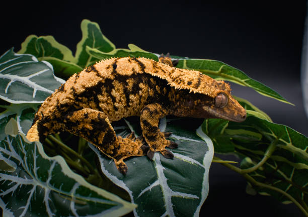 istock a domestic creested gecko portrait 2159049144