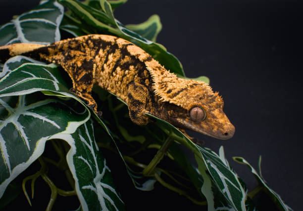 istock a domestic creested gecko portrait 2159049146
