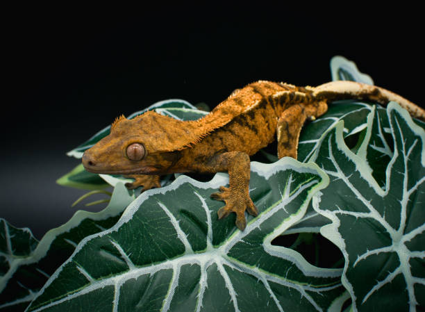 istock a domestic creested gecko portrait 2159049835