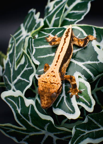 istock a domestic creested gecko portrait 2159050008