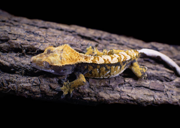 istock a domestic creested gecko portrait 2159050015