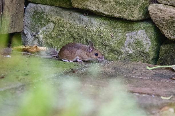 istock Garden wood mouse cute rodent scurrying along the brick path 2159050038