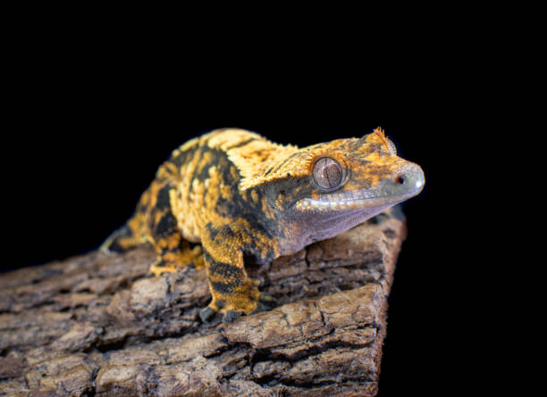 istock a domestic creested gecko portrait 2159050080