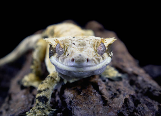 istock a domestic creested gecko portrait 2159050166