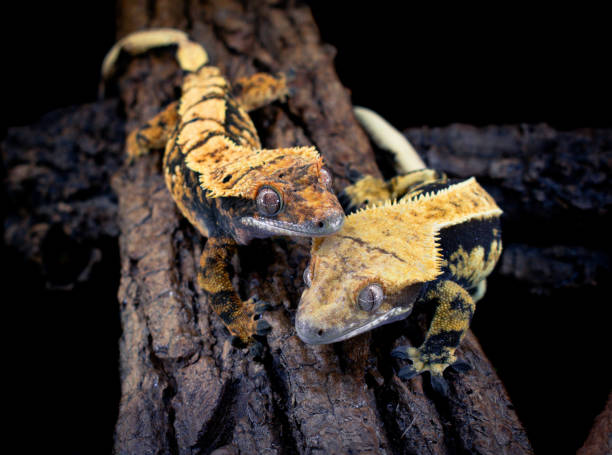 istock a domestic creested gecko portrait 2159050227