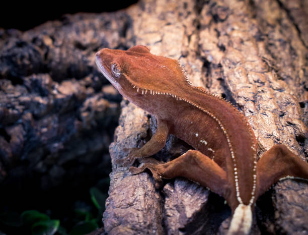istock a domestic creested gecko portrait 2159050233