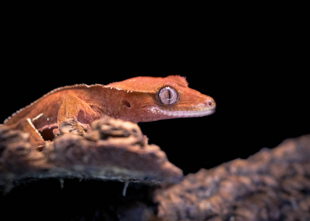 istock a domestic creested gecko portrait 2159050261