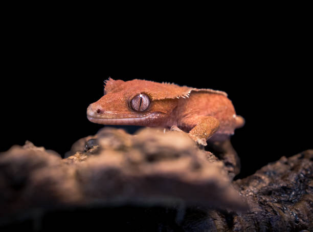 istock a domestic creested gecko portrait 2159050264