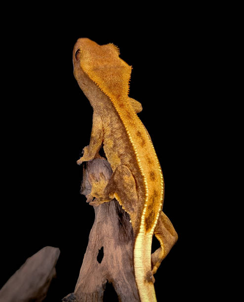 istock a domestic creested gecko portrait 2159050328
