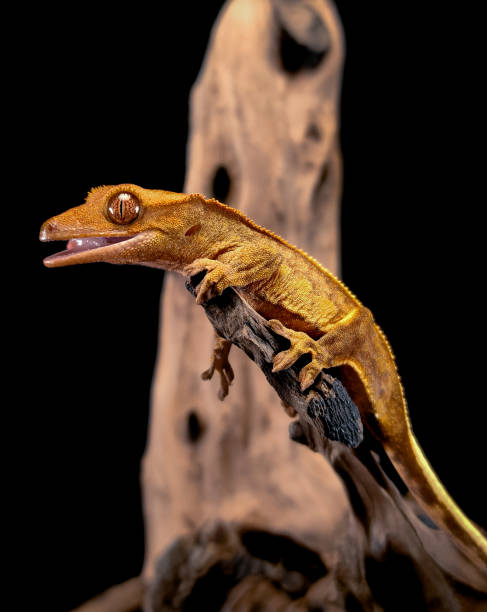istock a domestic creested gecko portrait 2159050334