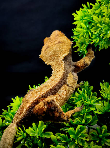 istock a domestic creested gecko portrait 2159050353