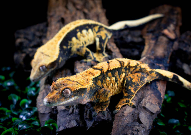 istock a domestic creested gecko portrait 2159050389