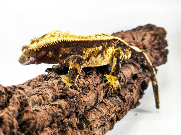 istock a domestic creested gecko portrait 2159050390