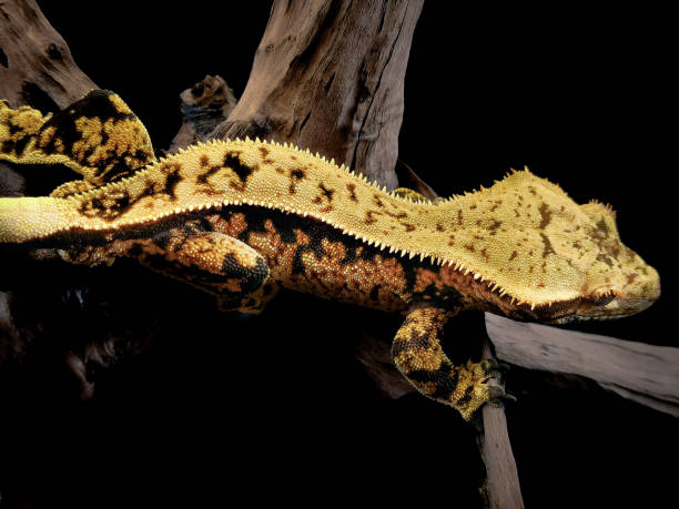 istock a domestic creested gecko portrait 2159050398