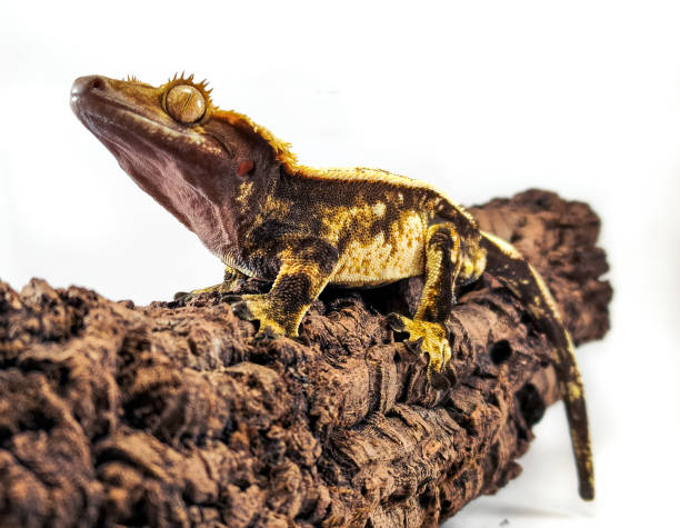 istock a domestic creested gecko portrait 2159050420