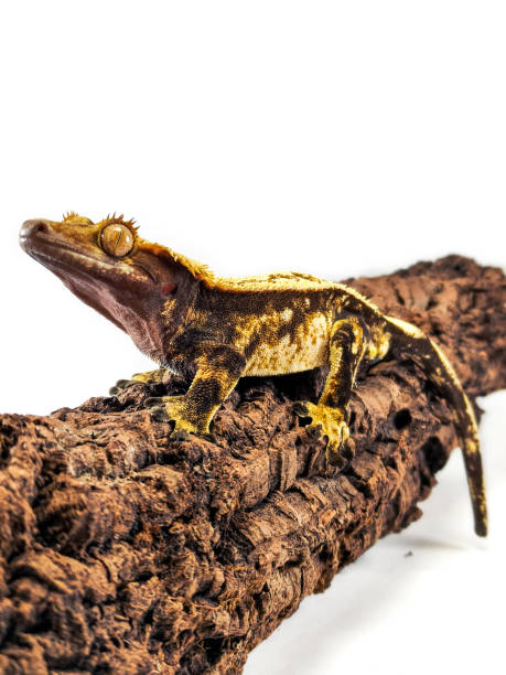 istock a domestic creested gecko portrait 2159050422
