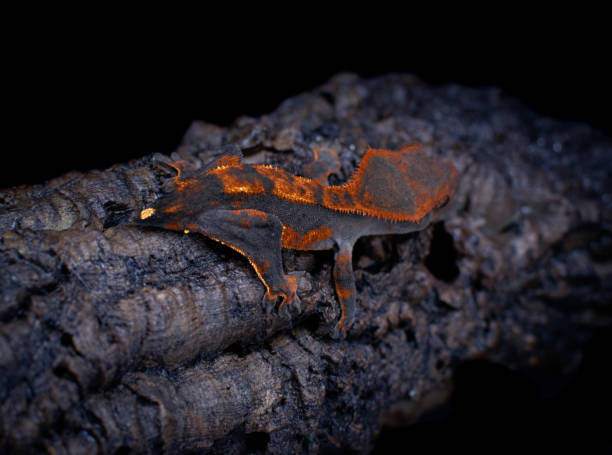 istock a domestic creested gecko portrait 2159050435