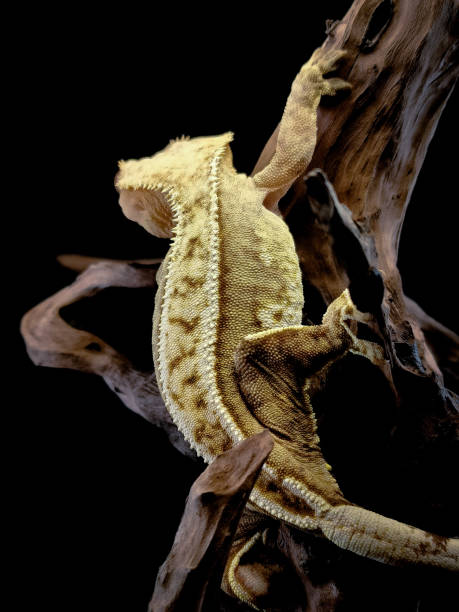 istock a domestic creested gecko portrait 2159050462