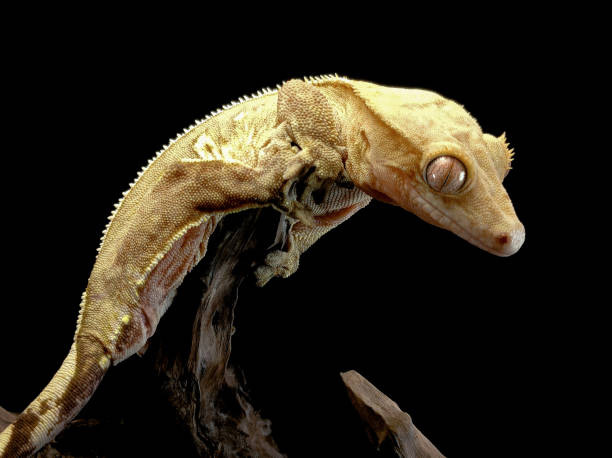 istock a domestic creested gecko portrait 2159050478
