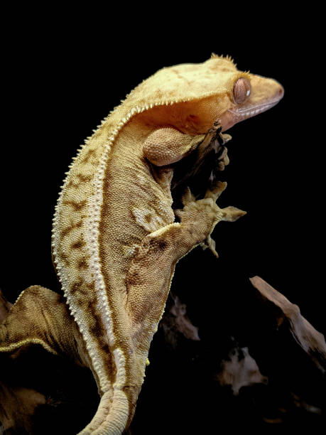 istock a domestic creested gecko portrait 2159050482