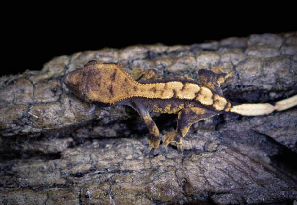 istock a domestic creested gecko portrait 2159050514
