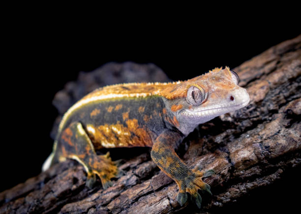 istock a domestic creested gecko portrait 2159050530