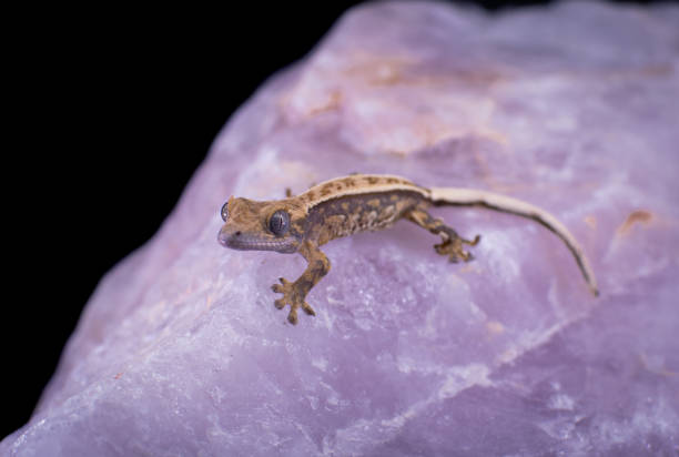 a domestic creested gecko portrait