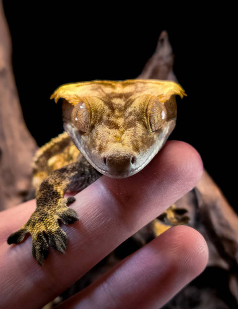 istock a domestic creested gecko portrait 2159050537