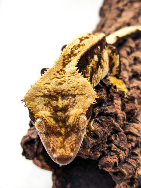 istock a domestic creested gecko portrait 2159050564