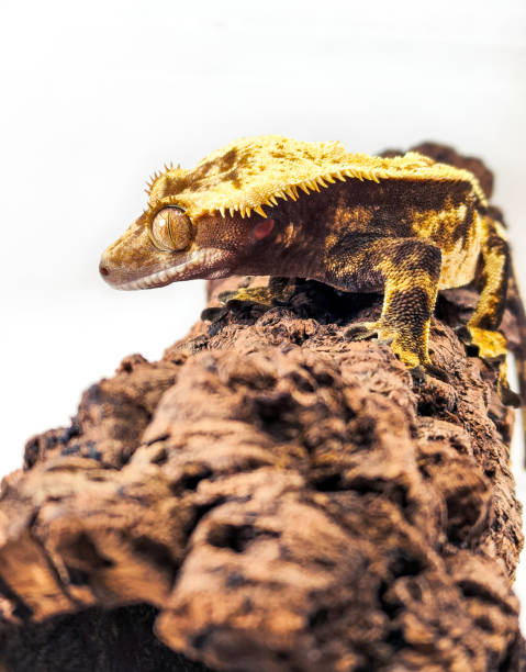 istock a domestic creested gecko portrait 2159050582
