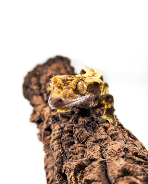 istock a domestic creested gecko portrait 2159050597