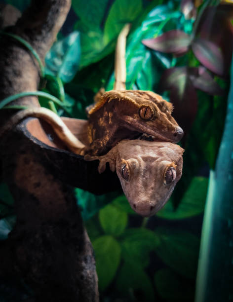 istock a domestic creested gecko portrait 2159050600