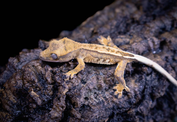 istock a domestic creested gecko portrait 2159050609