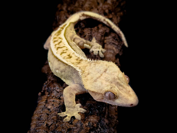 istock a domestic creested gecko portrait 2159050648