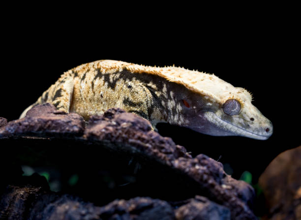 istock a domestic creested gecko portrait 2159050660