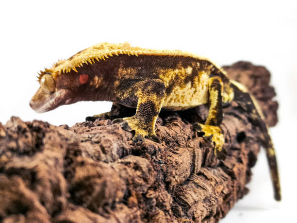 istock a domestic creested gecko portrait 2159050695