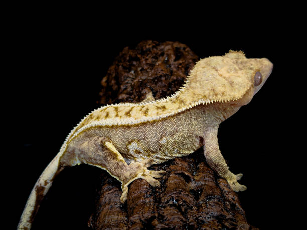 istock a domestic creested gecko portrait 2159050700