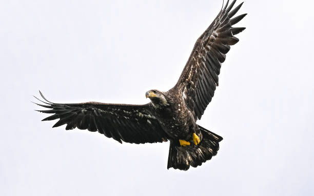 istock Young Eagle Fishing in PNW 2159050704