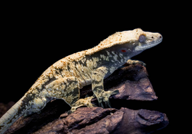 istock a domestic creested gecko portrait 2159050706