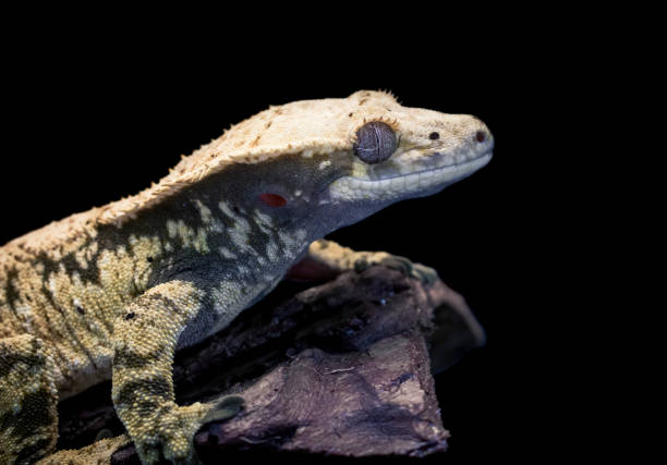 istock a domestic creested gecko portrait 2159050707