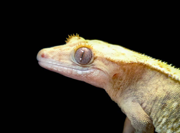 istock a domestic creested gecko portrait 2159050753