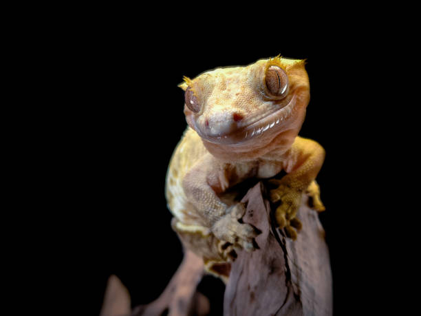 istock a domestic creested gecko portrait 2159050754