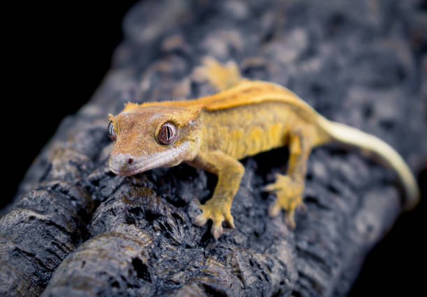 istock a domestic creested gecko portrait 2159050779