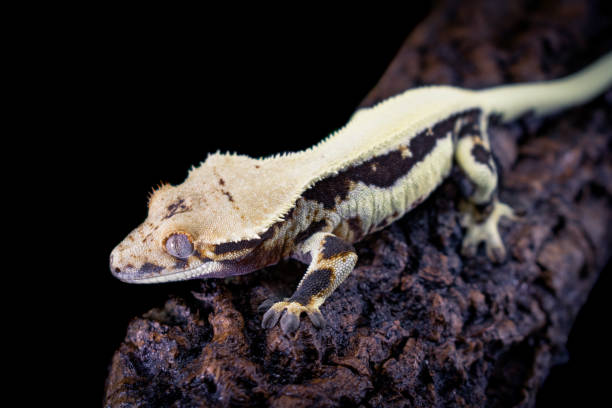 istock a domestic creested gecko portrait 2159050780