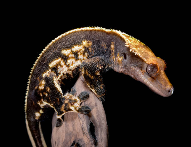 istock a domestic creested gecko portrait 2159050801