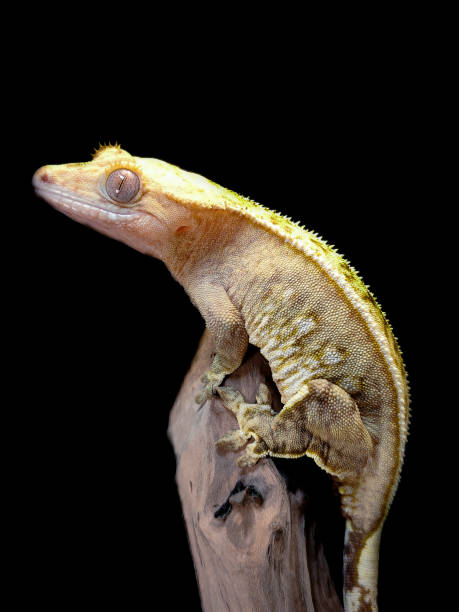 istock a domestic creested gecko portrait 2159050803