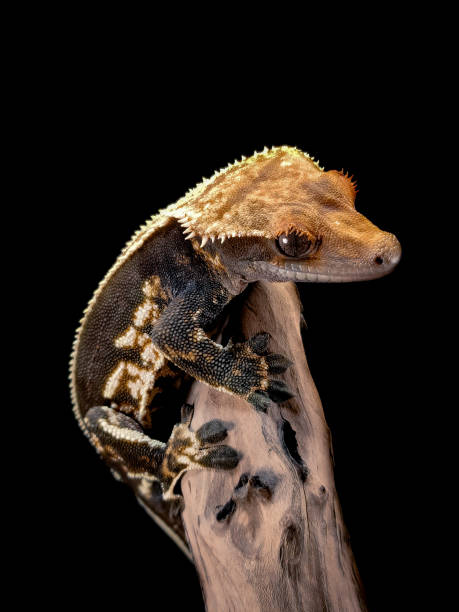 istock a domestic creested gecko portrait 2159050849