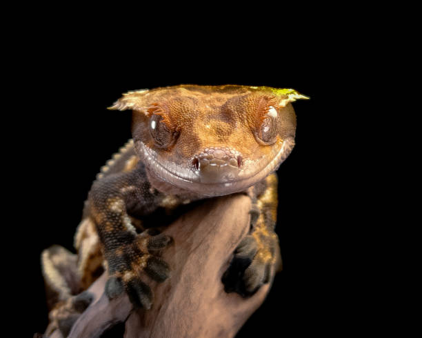 istock a domestic creested gecko portrait 2159050851