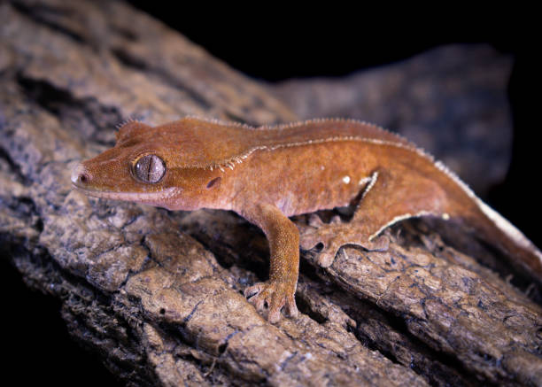 istock a domestic creested gecko portrait 2159050853
