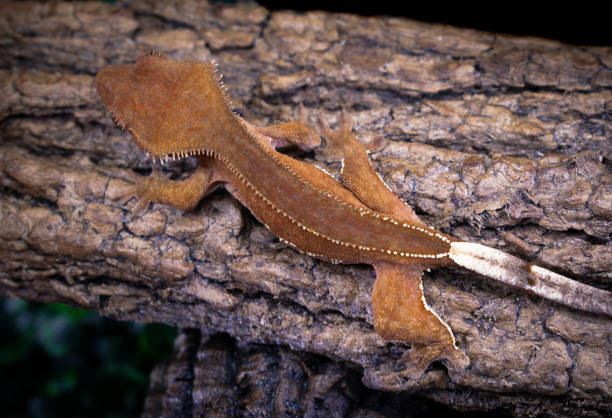 istock a domestic creested gecko portrait 2159050890